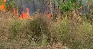 Kebakaran Lahan Mengancam Perkebunan Warga Tonala, Warga Berjibaku Jinakkan Api