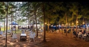 Bukan Sekadar Pohon Pinus! Pantai Salongo Timur Mulai Dilirik Investor, Harapan Baru Ekonomi Desa Menguat